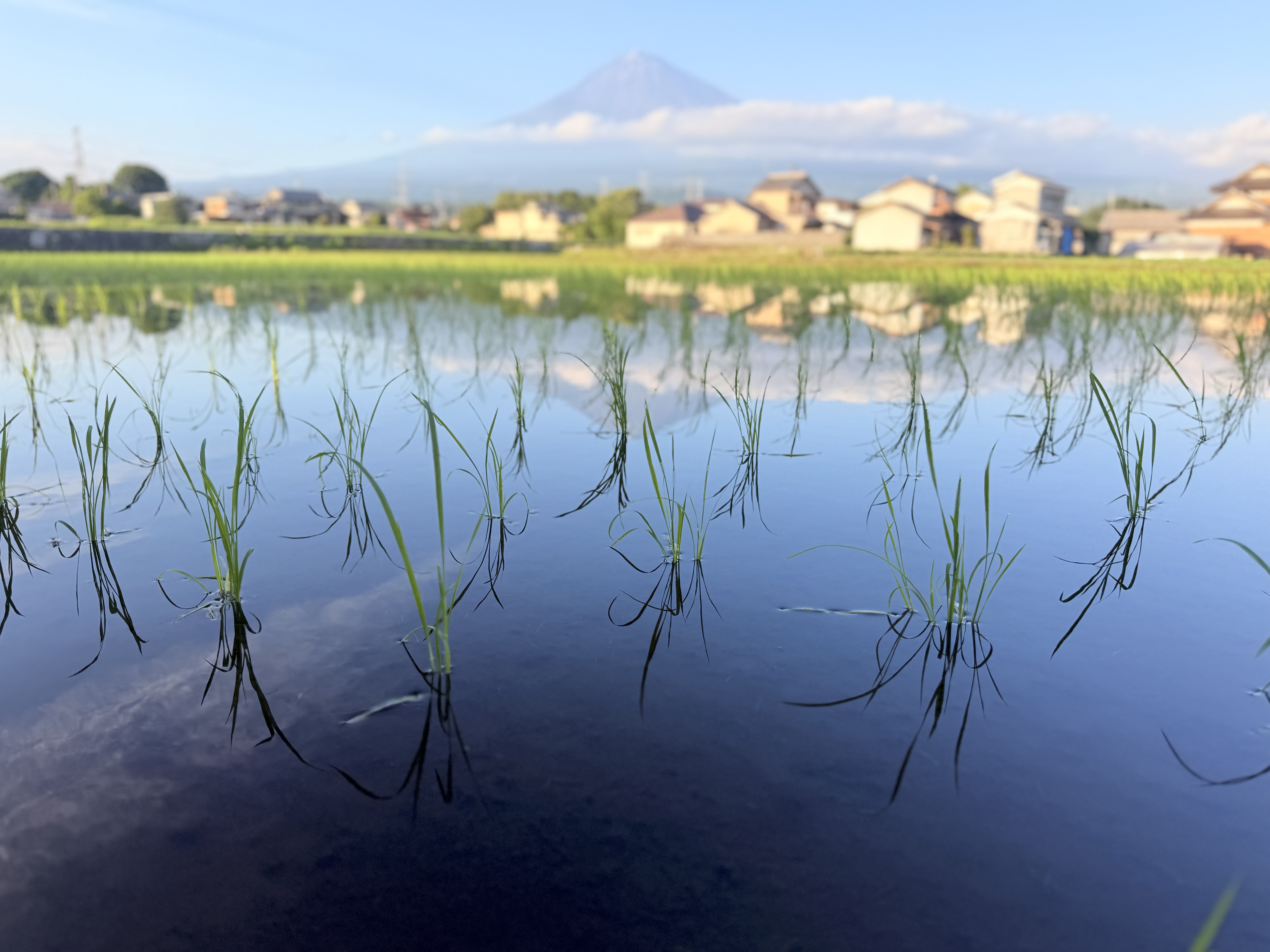 富士山を望む田んぼ