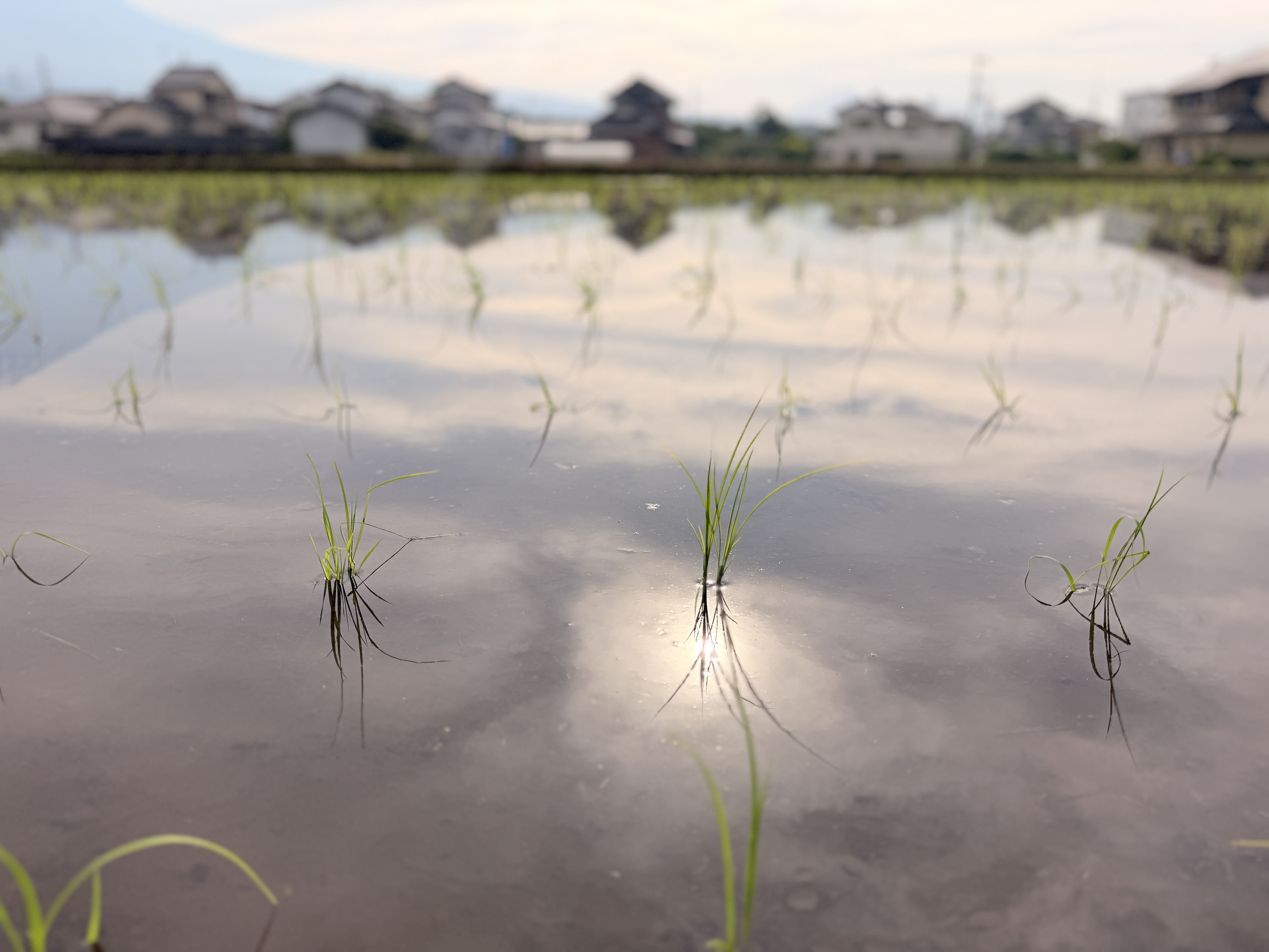 農場の風景