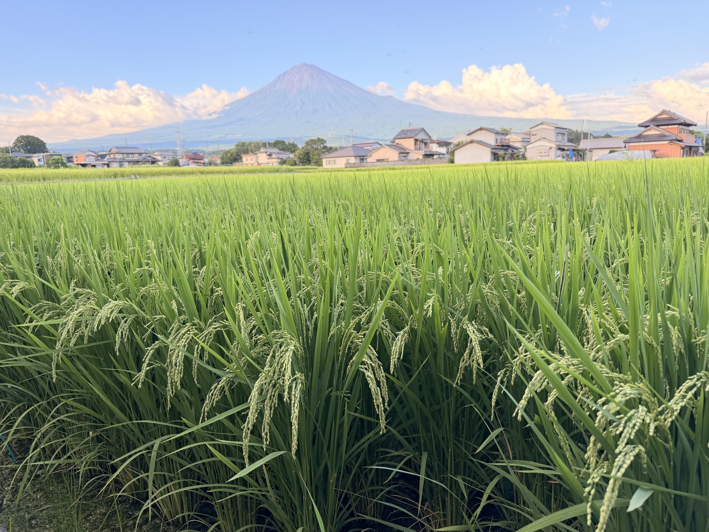 稲穂と富士山